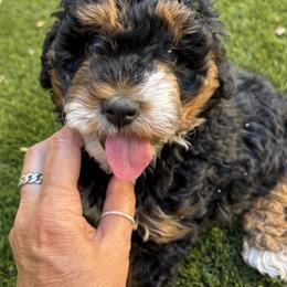 Soleil - Tri-color female Bernedoodle puppy in Buckeye, Arizona from Sage Hills Bernedoodles