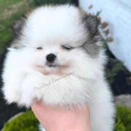 Archer - Cream sable parti male Pomeranian puppy in Richmond, Kentucky from Pixie Dust Pomeranians
