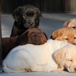 Labrador Retriever Puppies from Trapper Creek Labradors