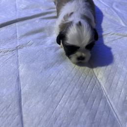 Biscotti - Brindle and white female Shih Tzu puppy in Detroit, Michigan from Added family