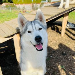 Nora - Siberian Husky