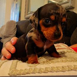 Dolly - Dapple female Dachshund puppy in Celina, Texas from Daisy's Doxies