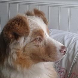 Australian Shepherds from Anny Aussies