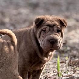 Metallica - Brown female Chinese Shar-Pei puppy in Lehigh Acres, Florida from Florida Wrinkles
