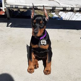 Doberman Pinscher Puppies from Steel Haus Dobermans