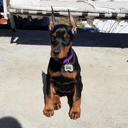 Doberman Pinscher Puppies from Steel Haus Dobermans