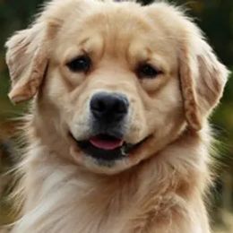 Golden Retrievers from Kelore Goldens
