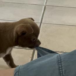 Chihuahua Puppies from Rebel’s Mighty Chihuahuas