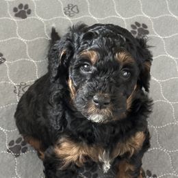 Goldendoodles from Divine Doodles