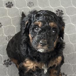 Goldendoodles from Divine Doodles