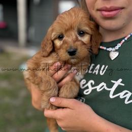 Joe Nichols - Red  male Goldendoodle puppy in Lancaster, Minnesota from North Star Dog Training