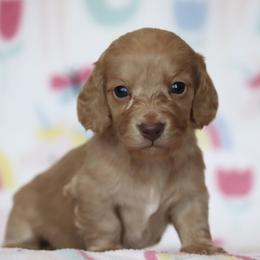 Taki - Cream female Dachshund puppy in Cottage Grove, Oregon from Hidden Hills Dalmatians