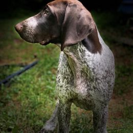 German Shorthaired Pointer Puppies from New England Premier GSPs