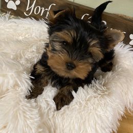 Yorkshire Terrier Puppies from York Girl’s Pups