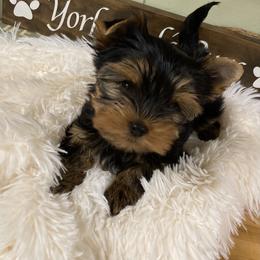 Yorkshire Terrier Puppies from York Girl’s Pups