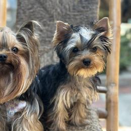 Yorkshire Terriers from Jacqueline Tran