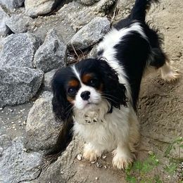 Tootsie - Cavalier King Charles Spaniel