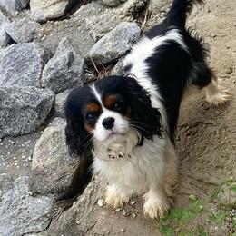Tootsie - Cavalier King Charles Spaniel