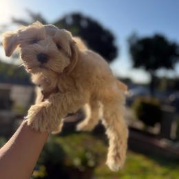 Brown collar - Wheaten male Miniature Schnauzer puppy in Santa Ana, California from The_K_Schnauzers