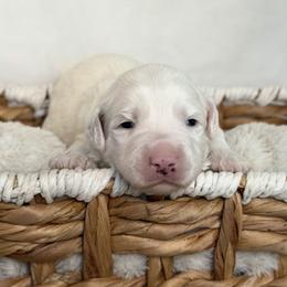 Yellow - Chalk male Australian Labradoodle puppy in Auburn, Washington from West Valley Labradoodles