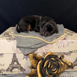 Bentley - Black and tan male Cavalier King Charles Spaniel puppy in Broken Arrow, Oklahoma from Cavalier King Charles Heartland