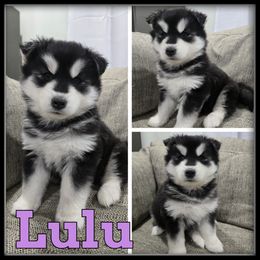 Lulu - Black and white female Siberian Husky puppy in Wheeler, Michigan from Haase Family Kennels