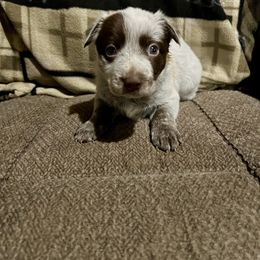 Pumpkin - Red mottled male Australian Cattle Dog puppy in Floyd, Virginia from Southern Charm Heelers