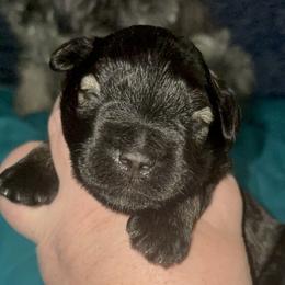 Bean - Salt and pepper male Miniature Schnauzer puppy in Troutdale, Oregon from Krystle's Miniature Schnauzers