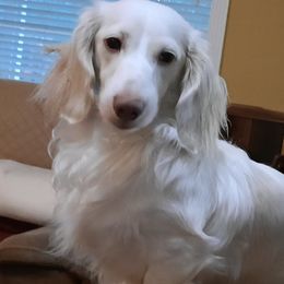 Falkor - Dachshund