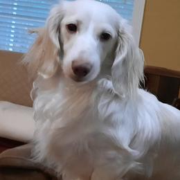 Falkor - Dachshund