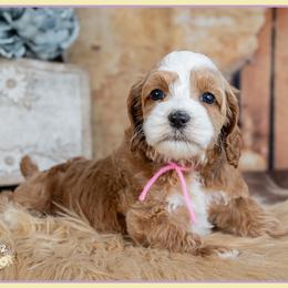 Rapunzel - Red and white female Cockapoo puppy in Connersville, Indiana from Deaz Doodle Ranch