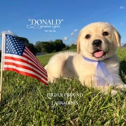 Donald - Yellow male Labrador Retriever puppy in Eaton Rapids, Michigan from Higher Ground Labradors