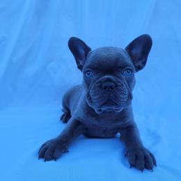 Teddy (Boy 1) - Blue male French Bulldog puppy in Neosho, Missouri from Norris Frenchies