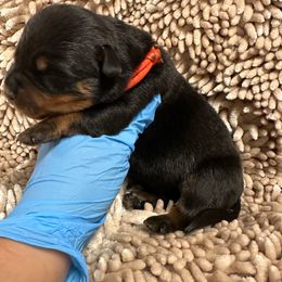 Pick 2 - Black and mahogany female Rottweiler puppy in Lyons, Indiana from White River Rottweilers