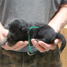 Claires Green boy - Bi-color male German Shepherd puppy in Lake George, Colorado from High Country German Shepherds