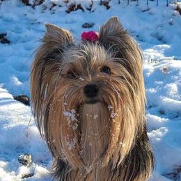 Nani - Yorkshire Terrier