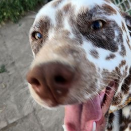 Cockapoos, Cocker Spaniels, Dalmatians, and Poodles from Child's Canine Companions