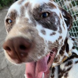 Cockapoos, Cocker Spaniels, Dalmatians, and Poodles from Child's Canine Companions