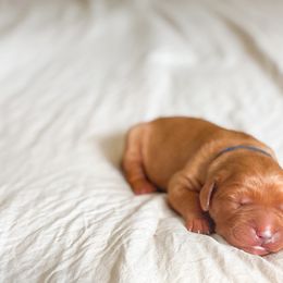 Golden Retriever Puppies from Earley Goldens