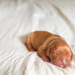 Golden Retriever Puppies from Earley Goldens