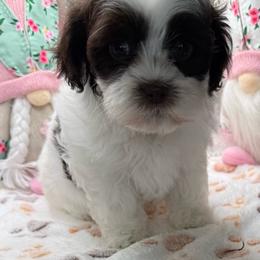 Raquel - Brown female Shihpoo puppy in Colonial Beach, Virginia from BeachRidge Pups
