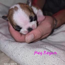 Meg Regan - Red female Boston Terrier puppy in Colorado Springs, Colorado from M&Bs Boston Terriers