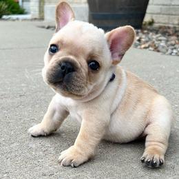 Boy 4 w/blue collar - French Bulldog puppy from Bush Hill Frenchies
