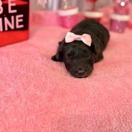 Nova - Brown and white female Aussiedoodle puppy in Science Hill, Kentucky from Southern Paws Kennels