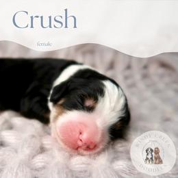 Crush - Tri-color female Bernedoodle puppy in Bowling Green, Ohio from Windy Creek Doodles