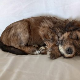 Bernedoodle Puppies from Positively Doodles