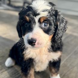 Sophie's Boy 3 - Tri-color male Bernedoodle puppy in Russiaville, Indiana from Pleasant Creek Minibernedoodles