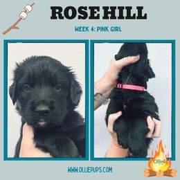 Rose Hill - female Golden Mountain Dog puppy in Boiling Springs, South Carolina from OlliePups, LLC