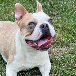 Boston Terriers from Hope Ky. Bostons