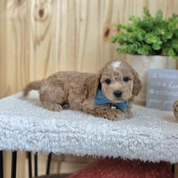 F1B Meet Princeton :) - Blenheim male Cavapoo puppy in Centerville, Iowa from Barnyard Dachshunds, Dals & Doodles